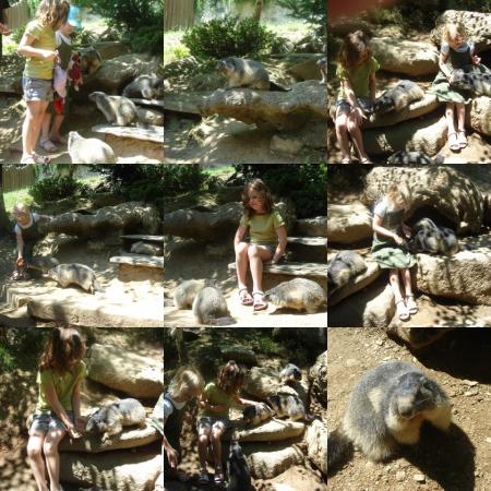 et les marmottes