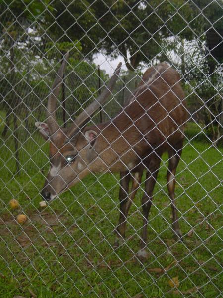 Voici Bambiche